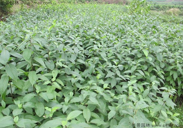 杜仲種子發(fā)芽出苗圖片 杜仲種子發(fā)芽出苗圖片