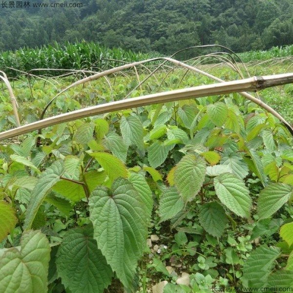 珙桐種子發(fā)芽出苗圖片 珙桐種子發(fā)芽出苗圖片