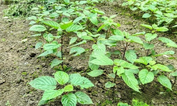 珙桐種子發(fā)芽出苗圖片 珙桐種子發(fā)芽出苗圖片