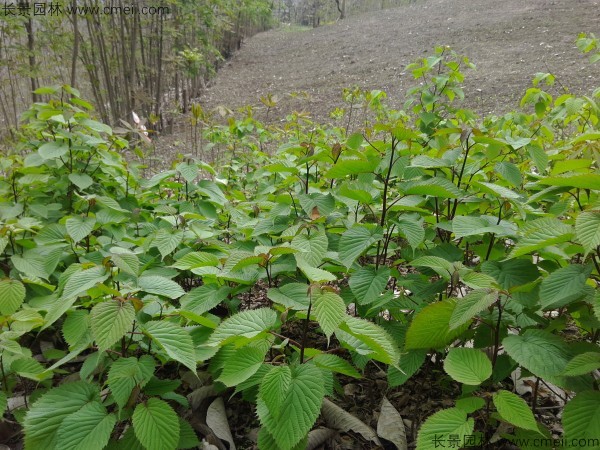 珙桐種子發(fā)芽出苗圖片 珙桐種子發(fā)芽出苗圖片