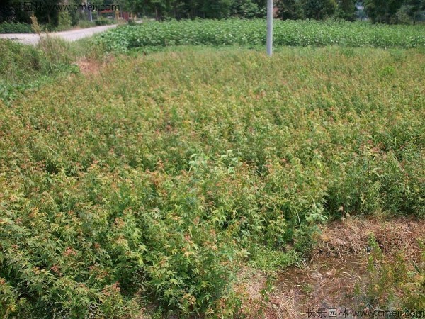 雞爪槭種子發(fā)芽出苗圖片 雞爪槭種子發(fā)芽出苗圖片