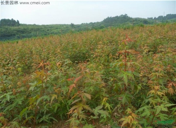 雞爪槭種子發(fā)芽出苗圖片 雞爪槭種子發(fā)芽出苗圖片