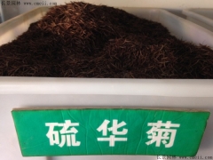 「硫華菊種子」最新硫華菊種子_價(jià)格_圖片_種植
