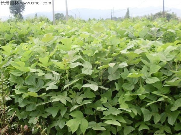 馬褂木種子發(fā)芽出苗圖片 馬褂木種子發(fā)芽出苗圖片