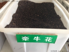牽?；ǚN子