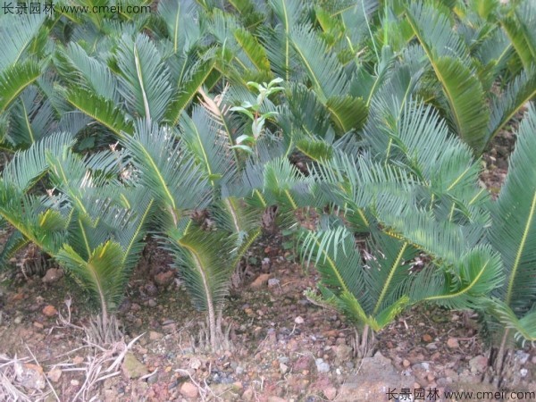 鐵樹種子發(fā)芽出苗圖片 鐵樹種子發(fā)芽出苗圖片