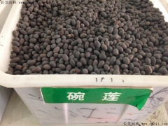如何區(qū)分正宗碗蓮種子，和荷花種子怎么分辨？