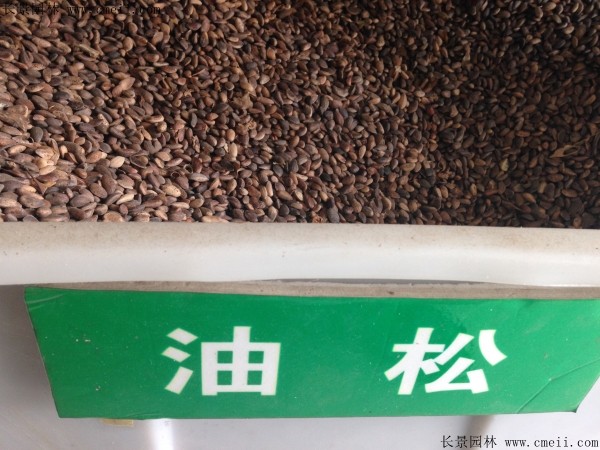 油松種子圖片 油松種子圖片