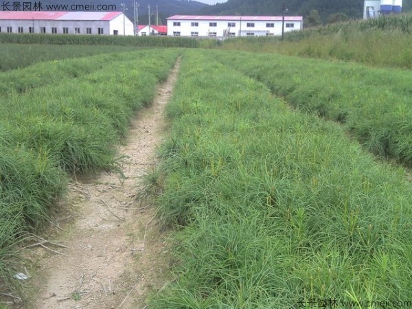 油松種子發(fā)芽出苗圖片 油松種子發(fā)芽出苗圖片
