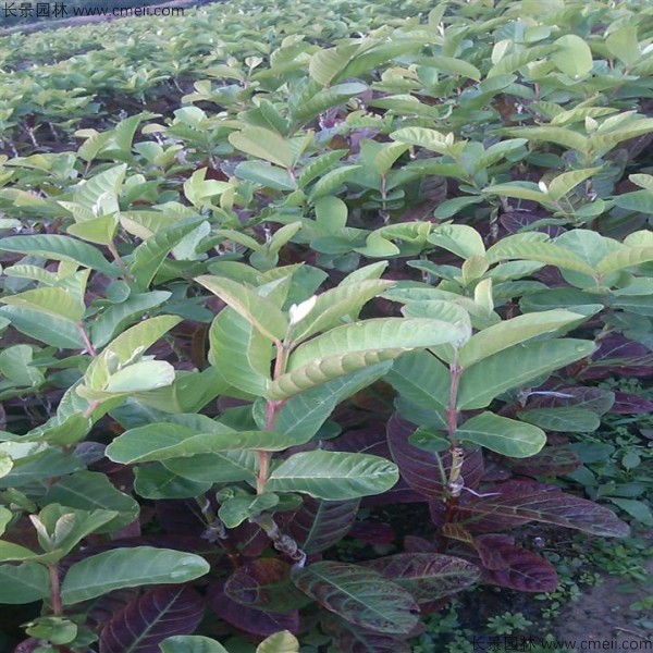 番石榴種子發(fā)芽出苗圖片 番石榴種子發(fā)芽出苗圖片