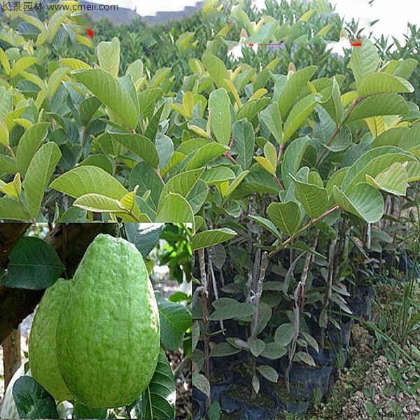 番石榴種子發(fā)芽出苗圖片 番石榴種子發(fā)芽出苗圖片