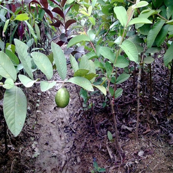 番石榴種子發(fā)芽出苗圖片 番石榴種子發(fā)芽出苗圖片