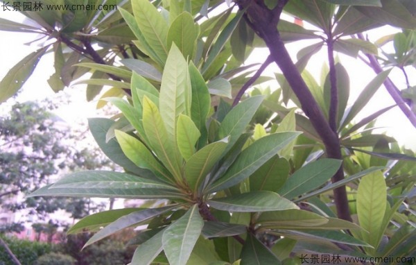 杜英種子發(fā)芽出苗圖片 杜英種子發(fā)芽出苗圖片