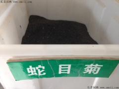 「蛇目菊種子」最新蛇目菊種子_價(jià)格_圖片_種植