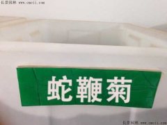 「蛇鞭菊種子」最新蛇鞭菊種子_價(jià)格_圖片_種植