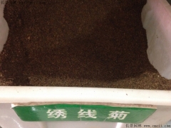 「繡線菊種子」最新繡線菊種子_價(jià)格_圖片_種植