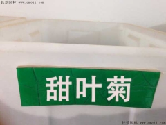 「甜葉菊種子」最新甜葉菊種子_價(jià)格_圖片_種植