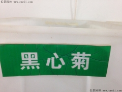 「黑心菊種子」最新黑心菊種子_價(jià)格_圖片_種植