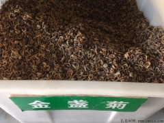 「金盞菊種子」最新金盞菊種子_價(jià)格_圖片_種植
