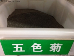 「五色菊種子」最新五色菊種子_價(jià)格_圖片_種植
