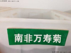 「南非萬壽菊種子」最新南非萬壽菊種子_價(jià)格