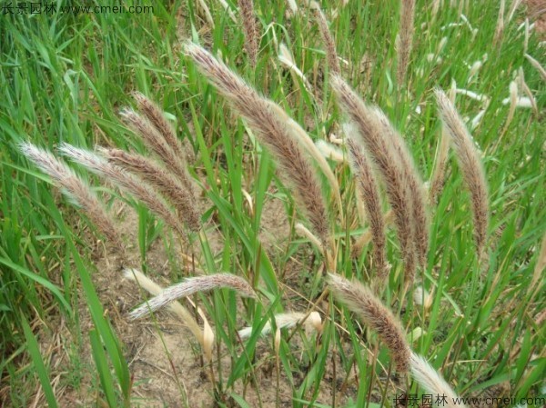 白茅種子發(fā)芽出苗圖片 白茅種子發(fā)芽出苗圖片
