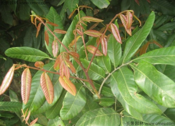 桂圓種子發(fā)芽出苗圖片 桂圓種子發(fā)芽出苗圖片
