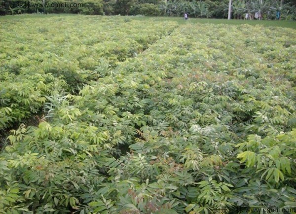 桂圓種子發(fā)芽出苗圖片 桂圓種子發(fā)芽出苗圖片