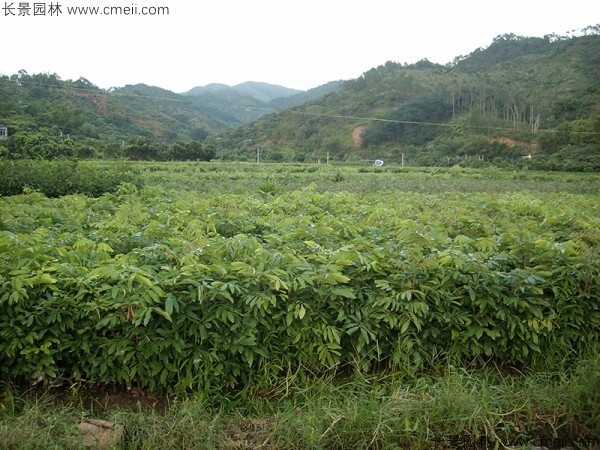 桂圓種子發(fā)芽出苗圖片 桂圓種子發(fā)芽出苗圖片