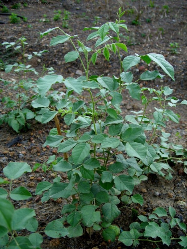 甘草種子圖片 甘草種子圖片