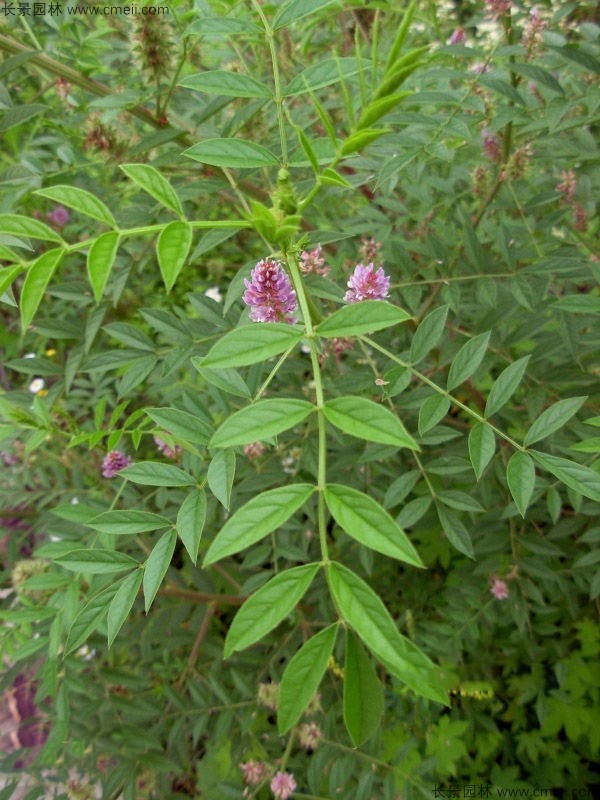 甘草種子圖片 甘草種子圖片