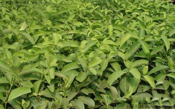 莢蒾種子發(fā)芽出苗圖片 莢蒾種子發(fā)芽出苗圖片