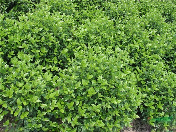莢蒾種子發(fā)芽出苗圖片 莢蒾種子發(fā)芽出苗圖片
