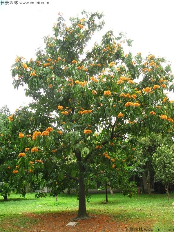 無憂樹種子發(fā)芽出苗開花圖片 無憂樹種子發(fā)芽出苗開花圖片