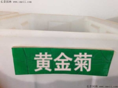 「黃金菊種子」最新黃金菊種子_價(jià)格_圖片_種植