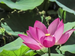 「荷花苗」最新盆栽荷花種苗_價(jià)格_圖片_產(chǎn)地報(bào)