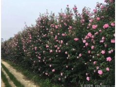 木槿花、木槿樹苗價格_報價
