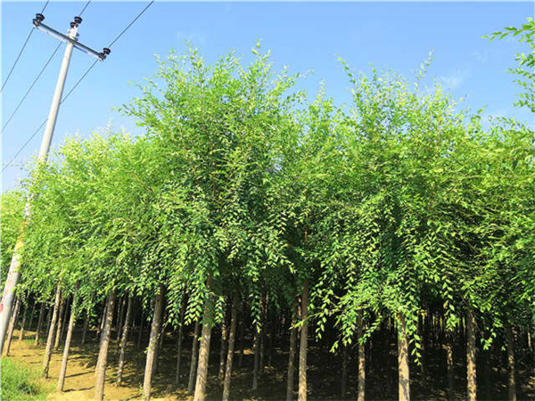 榆樹(shù)圖片