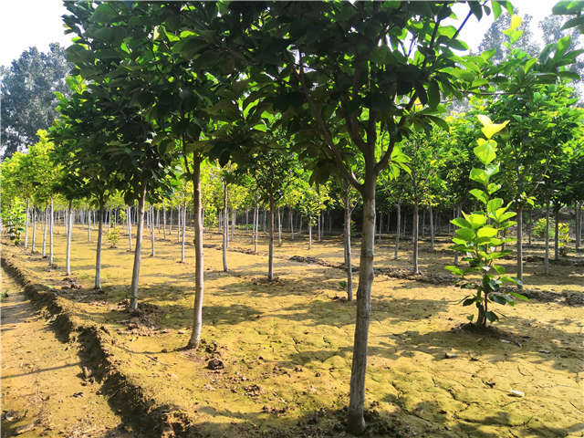 沭陽長景園林白玉蘭種植基地實拍圖片 沭陽長景園林白玉蘭種植基地實拍圖片