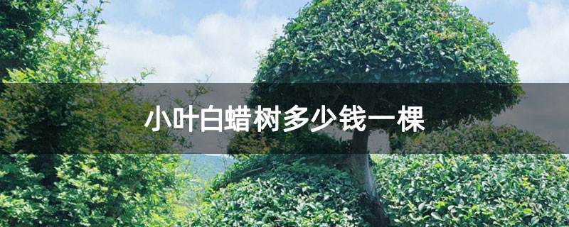 小葉白蠟樹多少錢一棵 小葉白蠟樹多少錢一棵