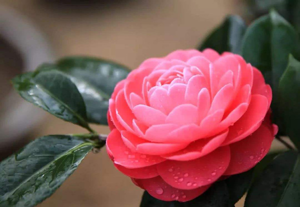 茶花 茶花