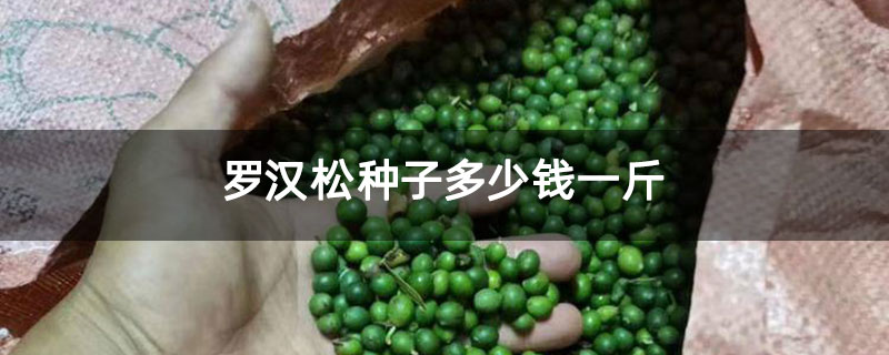 羅漢松種子多少錢(qián)一斤 羅漢松種子多少錢(qián)一斤