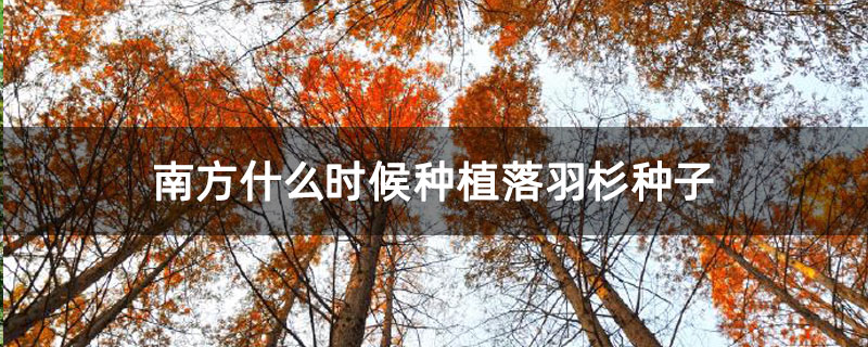 南方什么時(shí)候種植落羽杉種子 南方什么時(shí)候種植落羽杉種子