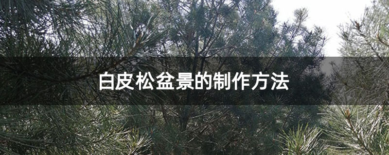 白皮松盆景的制作方法 白皮松盆景的制作方法