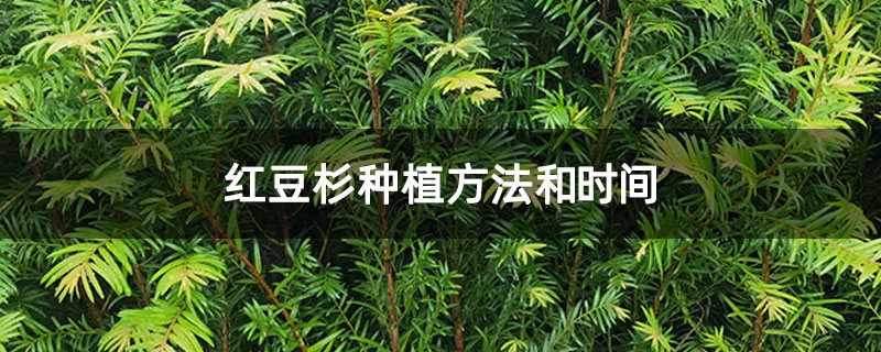 紅豆杉種植方法和時(shí)間 紅豆杉種植方法和時(shí)間