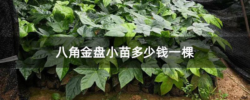 八角金盤小苗多少錢一棵 八角金盤小苗多少錢一棵