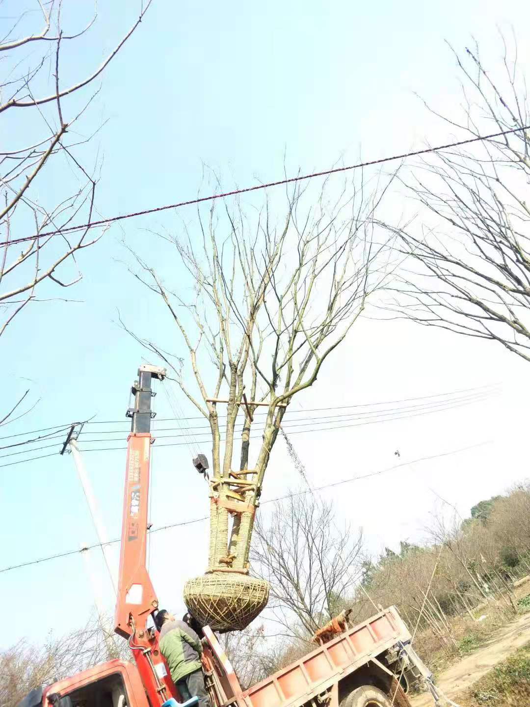 冠幅6米叢生樸樹價(jià)格多少錢一棵 冠幅6米叢生樸樹價(jià)格多少錢一棵圖片