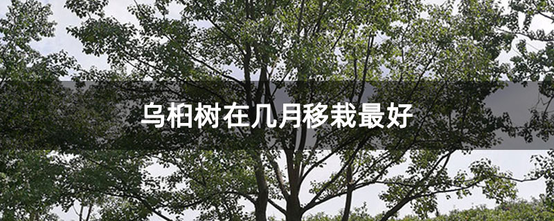 烏桕樹(shù)在幾月移栽最好