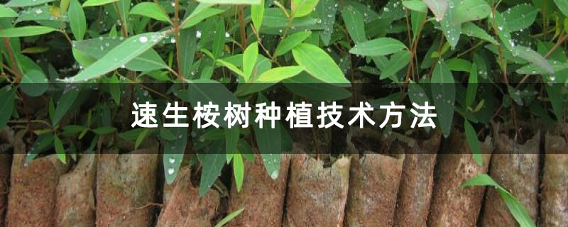 速生桉樹種植技術(shù)方法 速生桉樹種植技術(shù)方法