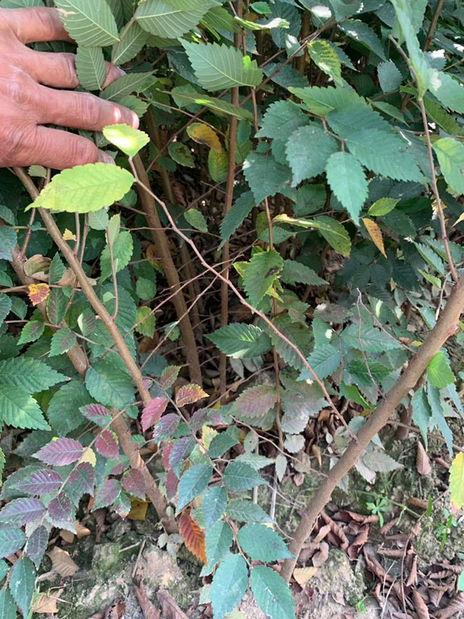 櫸樹是景區(qū)綠化中最常用園林植物,觀賞價值極高,經(jīng)常作為行道樹或者觀賞樹,也可以群植栽種成風景。紅櫸樹抗污染能力十分強悍,不僅樹姿優(yōu)美,高大雄偉,還可以吸收有害氣體,抗風能力強,不易伏倒。那么,紅櫸樹未來十年前景如何?紅櫸樹種植多久成才?下面我們一起來看看吧! 一、紅櫸樹未來十年前景如何? 1、觀賞 紅櫸樹生長快,樹干通直,樹姿優(yōu)美,枝葉繁茂,春季開花,秋季葉子會變成紅色,觀賞性極高。 2、綠化 紅櫸樹環(huán)境適應(yīng)能力強,栽植應(yīng)用廣泛,不僅可以綠化種植,還有不錯的抗污染、抗風能力,可吸收有害氣體,改善空氣質(zhì)量,植株根深性,可以防風固土,經(jīng)常用作護林帶樹種和水土保持樹種。 3、經(jīng)濟 紅櫸樹木材堅硬、有彈性、并且不會縮水,木材紋理清晰有光澤,可以用來制作很多家具和其他器具,經(jīng)濟價值很高。 4、前景 櫸樹的適應(yīng)能力強,栽植地區(qū)廣泛,發(fā)揮的綠化和生態(tài)價值比較明顯,經(jīng)常用作生態(tài)綠化樹種栽植在各大場所,產(chǎn)量和需求量都非常大,種植前景不錯。 二、紅櫸樹種植多久成才? 紅櫸樹分布地區(qū)廣,目前主要分布在廣東、廣西、貴州、云南、安徽、湖北、湖南等地,南方地區(qū)栽植廣泛。紅櫸樹幼苗生長稍慢,種植6—7年后開始轉(zhuǎn)快,樹體七八十年不衰退,百年大樹仍能正常結(jié)實。 三、2020紅櫸市場價格行情 南京市浦口區(qū)來云園藝場米徑15公分紅櫸1600元一棵; 江蘇 鎮(zhèn)江句容地之緣苗木基地米徑7公分紅櫸80元一棵; 宿遷宏洲園林綠化工程有限公司地徑2公分紅櫸10元一棵; 江蘇南京南京寶泉苗木苗圃場米徑4公分紅櫸28元一棵; 江蘇宿遷三葉園林植物有限公司米徑12公分紅櫸600元一棵。 以上就是關(guān)于紅櫸樹未來十年前景如何和紅櫸樹種植多久成才的相關(guān)介紹,不同地區(qū)不同規(guī)格的紅櫸樹價格不一樣,具體要以當?shù)匦星闉闇省R陨鲜侵袊揪W(wǎng)提供的紅櫸樹基地最新報價信息,關(guān)注花木網(wǎng)可獲得各產(chǎn)地商城實時報價,及時掌握苗木行情,做活苗木生意。 櫸樹是景區(qū)綠化中最常用園林植物,觀賞價值極高,經(jīng)常作為行道樹或者觀賞樹,也可以群植栽種成風景。紅櫸樹抗污染能力十分強悍,不僅樹姿優(yōu)美,高大雄偉,還可以吸收有害氣體,抗風能力強,不易伏倒。那么,紅櫸樹未來十年前景如何?紅櫸樹種植多久成才?下面我們一起來看看吧! 一、紅櫸樹未來十年前景如何? 1、觀賞 紅櫸樹生長快,樹干通直,樹姿優(yōu)美,枝葉繁茂,春季開花,秋季葉子會變成紅色,觀賞性極高。 2、綠化 紅櫸樹環(huán)境適應(yīng)能力強,栽植應(yīng)用廣泛,不僅可以綠化種植,還有不錯的抗污染、抗風能力,可吸收有害氣體,改善空氣質(zhì)量,植株根深性,可以防風固土,經(jīng)常用作護林帶樹種和水土保持樹種。 3、經(jīng)濟 紅櫸樹木材堅硬、有彈性、并且不會縮水,木材紋理清晰有光澤,可以用來制作很多家具和其他器具,經(jīng)濟價值很高。 4、前景 櫸樹的適應(yīng)能力強,栽植地區(qū)廣泛,發(fā)揮的綠化和生態(tài)價值比較明顯,經(jīng)常用作生態(tài)綠化樹種栽植在各大場所,產(chǎn)量和需求量都非常大,種植前景不錯。 二、紅櫸樹種植多久成才? 紅櫸樹分布地區(qū)廣,目前主要分布在廣東、廣西、貴州、云南、安徽、湖北、湖南等地,南方地區(qū)栽植廣泛。紅櫸樹幼苗生長稍慢,種植6—7年后開始轉(zhuǎn)快,樹體七八十年不衰退,百年大樹仍能正常結(jié)實。 三、2020紅櫸市場價格行情 南京市浦口區(qū)來云園藝場米徑15公分紅櫸1600元一棵; 江蘇 鎮(zhèn)江句容地之緣苗木基地米徑7公分紅櫸80元一棵; 宿遷宏洲園林綠化工程有限公司地徑2公分紅櫸10元一棵; 江蘇南京南京寶泉苗木苗圃場米徑4公分紅櫸28元一棵; 江蘇宿遷三葉園林植物有限公司米徑12公分紅櫸600元一棵。 以上就是關(guān)于紅櫸樹未來十年前景如何和紅櫸樹種植多久成才的相關(guān)介紹,不同地區(qū)不同規(guī)格的紅櫸樹價格不一樣,具體要以當?shù)匦星闉闇?。以上是中國花木網(wǎng)提供的紅櫸樹基地最新報價信息,關(guān)注花木網(wǎng)可獲得各產(chǎn)地商城實時報價,及時掌握苗木行情,做活苗木生意。
